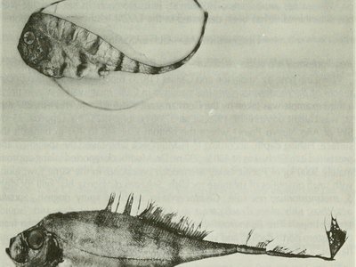 Juvenile Bluefin Tuna