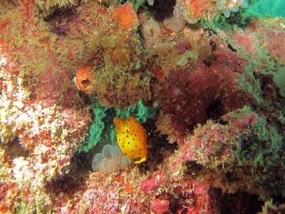 Juvenile Boxfish