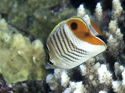Juvenile Butterflyfish