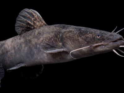 Juvenile Catfish