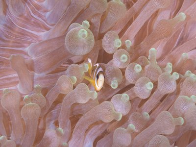 Juvenile Clownfish