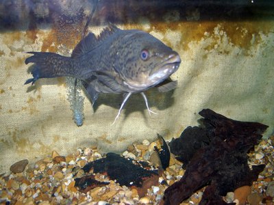 Juvenile Cod