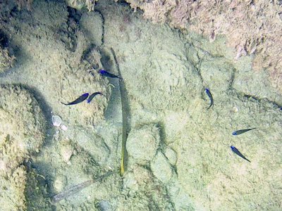 Juvenile Damselfish