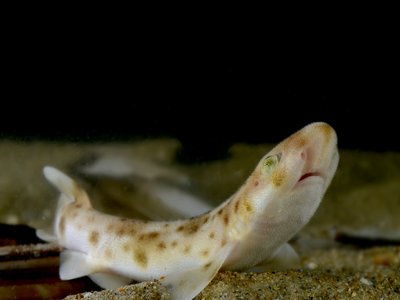 Juvenile Dogfish