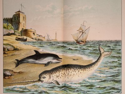Juvenile Dolphin Fish