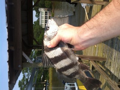 Juvenile Drum