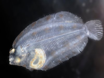 Juvenile Flatfish