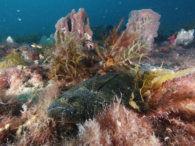 Juvenile Flounder