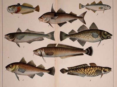 Juvenile Hake