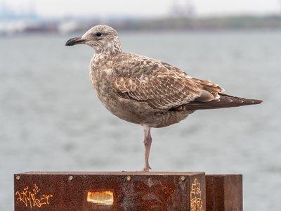 Juvenile Herring