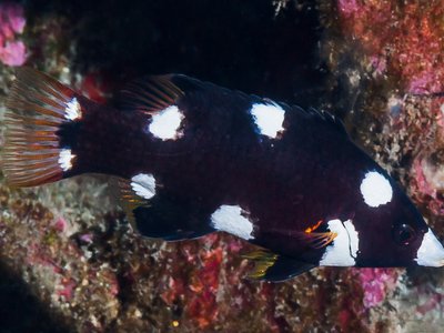 Juvenile Hogfish
