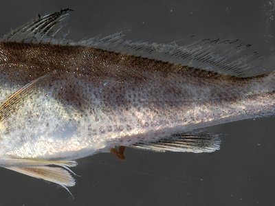 Juvenile Kingfish