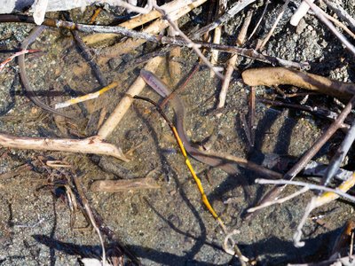 Juvenile Lamprey