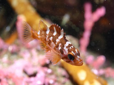 Juvenile Lingcod