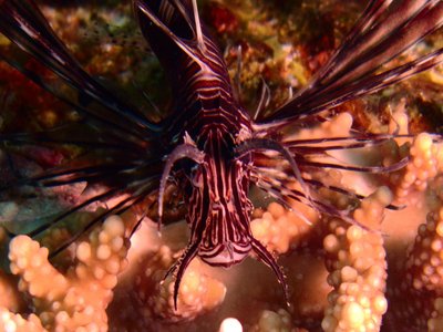 Juvenile Lionfish