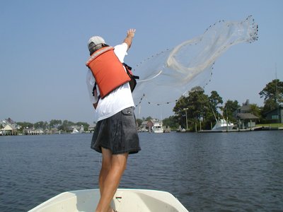 Juvenile Menhaden