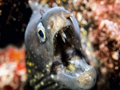 Juvenile Moray Eel