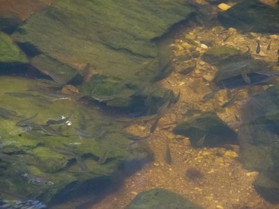 Juvenile Mullet