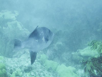 Juvenile Ocean Sunfish