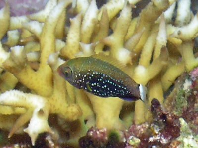 Juvenile Parrotfish