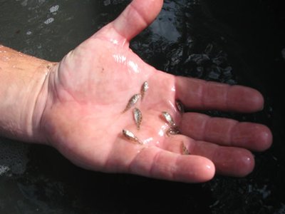Juvenile Red Drum