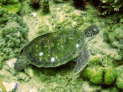 Juvenile Remora