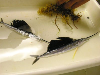 Juvenile Sailfish