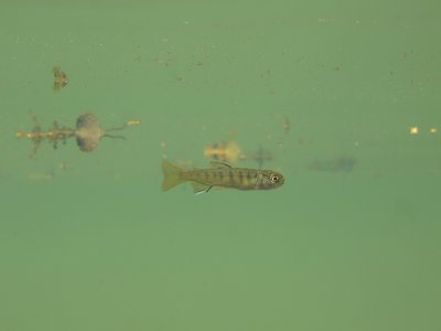 Juvenile Salmon