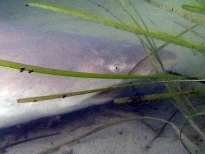 Juvenile Sand Shark