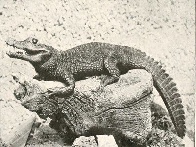 Juvenile Saurian