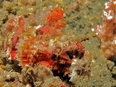 Juvenile Scorpionfish