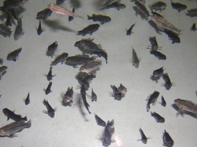 Juvenile Sea Bass
