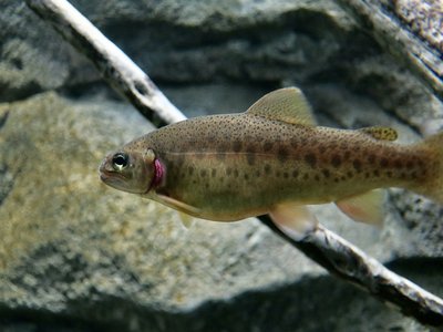 Juvenile Sea Trout