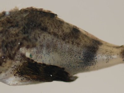 Juvenile Searobin
