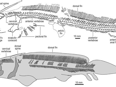 Juvenile Sole