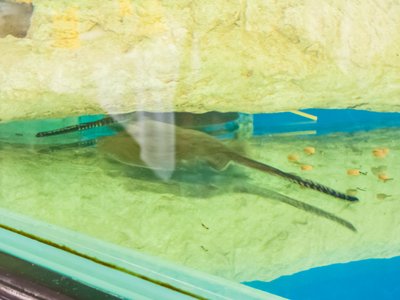 Juvenile Stingray