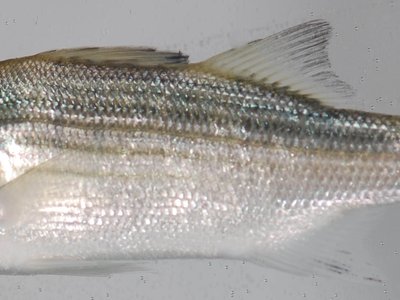 Juvenile Striped Bass