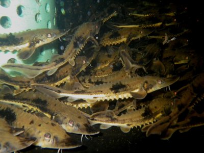 Juvenile Sturgeon