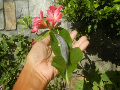 Juvenile Swordfish