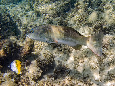 Juvenile Threadfin