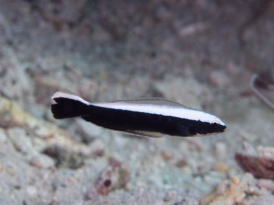Juvenile Tilefish