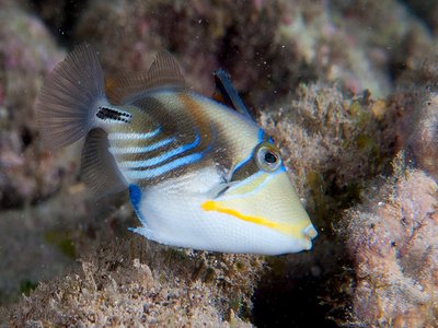 Juvenile Triggerfish