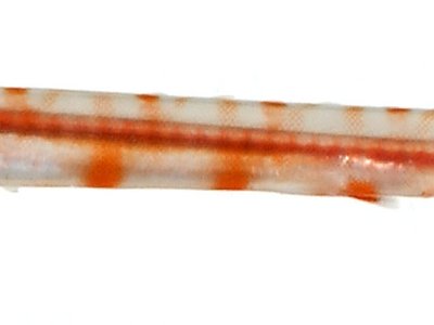 Juvenile Trumpetfish