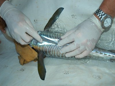Juvenile Tuna