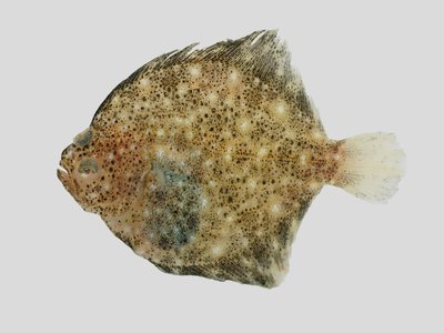 Juvenile Turbot