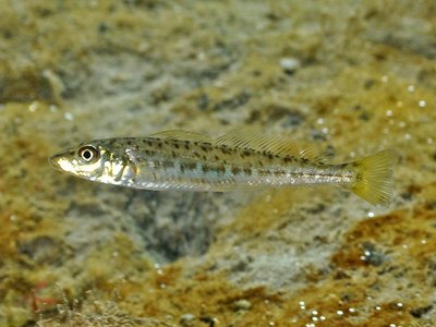 Juvenile Whiting