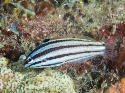 Juvenile Wrasse