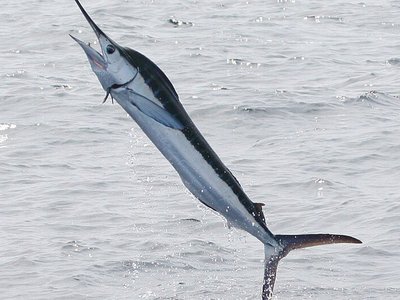 Kajikia albida