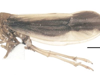 Kakuna