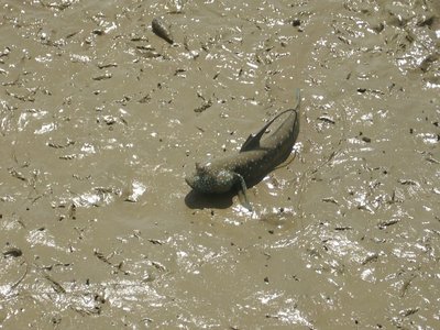 Kalimantan Mudskipper
